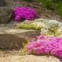 Rainbow Creeping Thyme Plants Blue Rock CRESS Plants 400 Seeds