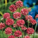 Armeria Maritima Bonsai Thrift 100 Seeds