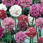 Armeria Maritima Bonsai Thrift 100 Seeds