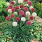 Armeria Maritima Bonsai Thrift 100 Seeds