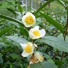 Japanese Green Tea 200 Seeds