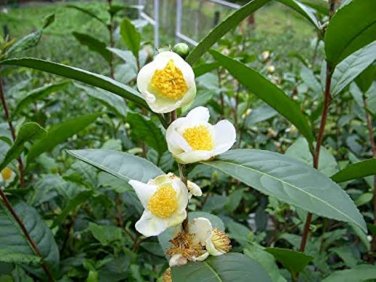 Japanese Green Tea 200 Seeds