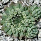 Rare Succulents Bonsai Orostachys 200 Seeds