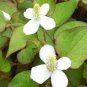 Hot Pure Natural Herba Houttuyniae Chinese Herbal Bonsai 200 Seeds