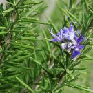 Rosemary Seeds Small Evergreen Herbal Plant Edible Bonsai with Blue Flowers 100 Seeds