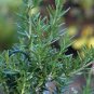 Rosemary Seeds Small Evergreen Herbal Plant Edible Bonsai with Blue Flowers 100 Seeds