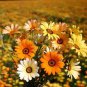 Orange Dimorphoteca sinuata Seeds Annual Namaqualand Daisy Herb Plants 400 Seeds