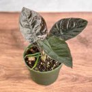 Alocasia Jewel of Borneo kapit Alocasia Infernalis Purple Elephant Ear Sml Potted Plant 40 Seeds