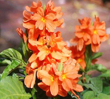 Rare Crossandra Infundibuliformis Grow lings Bonsai 200 Seeds