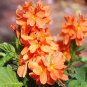 Rare Crossandra Infundibuliformis Grow lings Bonsai 200 Seeds