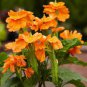 Rare Crossandra Infundibuliformis Grow lings Bonsai 200 Seeds