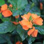 Rare Crossandra Infundibuliformis Grow lings Bonsai 200 Seeds