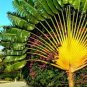 Green Travelers Palm Flores Bonsai 200 Seeds