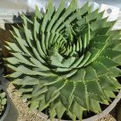 Aloe polyphylla Pillans Bonsai Rare Spiral Aloe Flower Succulent Plants 400 Seeds
