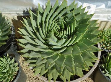 Aloe polyphylla Pillans Bonsai Rare Spiral Aloe Flower Succulent Plants 400 Seeds