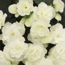 Bonsai Mixed Rieger Begonias Beautiful Bonsai Multi-Flap Flowers 100 Seeds