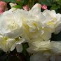 Bonsai Mixed Rieger Begonias Beautiful Bonsai Multi-Flap Flowers 100 Seeds