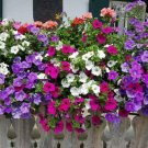Hanging Petunia Plantas Melissa Original Flower Flores Perennial Flowers 200 Seeds