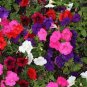 Hanging Petunia Plantas Melissa Original Flower Flores Perennial Flowers 200 Seeds