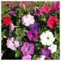 Hanging Petunia Plantas Melissa Original Flower Flores Perennial Flowers 200 Seeds