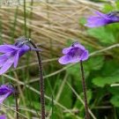Pinguicula Vulgaris 200 Seeds