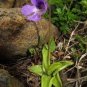 Pinguicula Vulgaris 200 Seeds