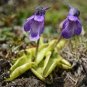 Pinguicula Vulgaris 200 Seeds