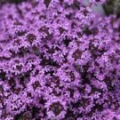 Climbing plant Creeping Thyme Seeds Perennial Ground cover flower 410 Seeds