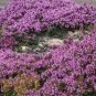 Climbing plant Creeping Thyme Seeds Perennial Ground cover flower 410 Seeds