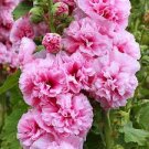 Miniature Hollyhock Flower Bonsai Plant 400 Seeds