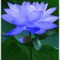 Blue Curcuma Bonsai Flower 400 Seeds