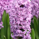 Light Purple Hyacinth Bulb 2 Seeds