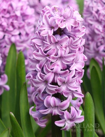 Light Purple Hyacinth Bulb 2 Seeds