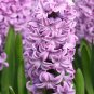 Light Purple Hyacinth Bulb 2 Seeds