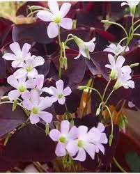 Rare Oxalis Versicolor Plant 200 Seeds