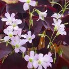Rare Oxalis Versicolor Plant 200 Seeds