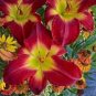 Hybrid Mix Yellow Daylily Flowers Plants 100 Seeds