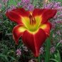 Hybrid Mix Yellow Daylily Flowers Plants 100 Seeds