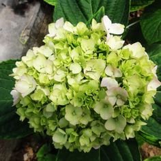 Bonsai Garden Hydrangea Flowers Perennial Little Tree Flower 200 Seeds