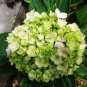 Bonsai Garden Hydrangea Flowers Perennial Little Tree Flower 200 Seeds