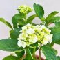 Bonsai Garden Hydrangea Flowers Perennial Little Tree Flower 200 Seeds