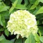 Bonsai Garden Hydrangea Flowers Perennial Little Tree Flower 200 Seeds