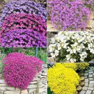 Rainbow Creeping Thyme Plants Blue Rock CRESS Plants 400 Seeds