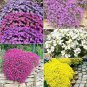Rainbow Creeping Thyme Plants Blue Rock CRESS Plants 400 Seeds