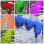 Rainbow Creeping Thyme Plants Blue Rock CRESS Plants 400 Seeds