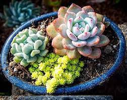 Rainbow Succulent Bonsai Seedling Perennial Office Mini Bonsai Plant 200 Seeds