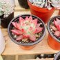 Rainbow Succulent Bonsai Seedling Perennial Office Mini Bonsai Plant 200 Seeds