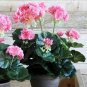 Bonsai Garden Pelargonium Light Pink Ball Flower Plantas 20 Seeds