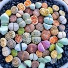 Beauty Mixed Mini Lithops Bonsai Plants Cactus Bonsai Plants 200 Seeds