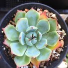 Rainbow Succulent Bonsai Seedling Perennial Office Mini Bonsai Plant 200 Seeds